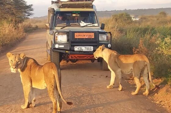 Maasai Mara vs Amboseli: Which Kenya National Park Should You Visit?
