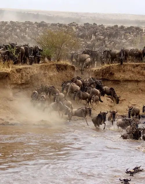 Maasai Mara