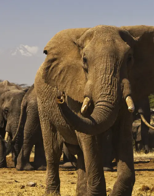 Amboseli