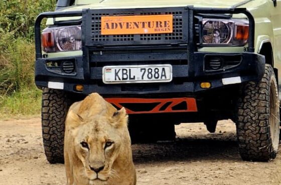 Last Minute Summer Safari Trips To Kenya
