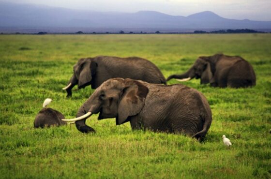 3-day Nairobi and Amboseli Adventure.