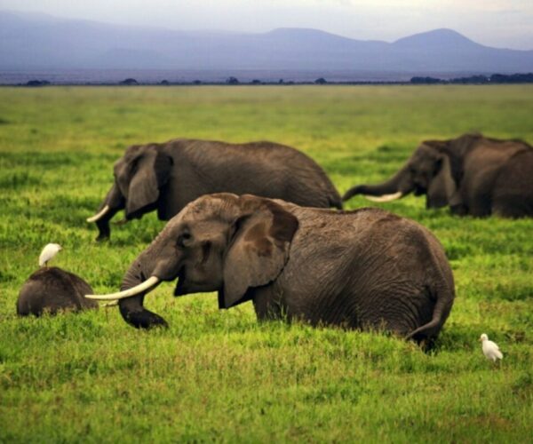 3-day Nairobi and Amboseli Adventure.
