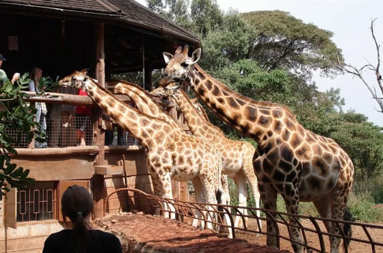 Maasai Mara vs Amboseli: Which Kenya National Park Should You Visit?